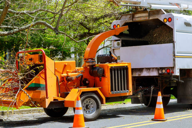 Best Tree Removal Services  in Progreso, TX